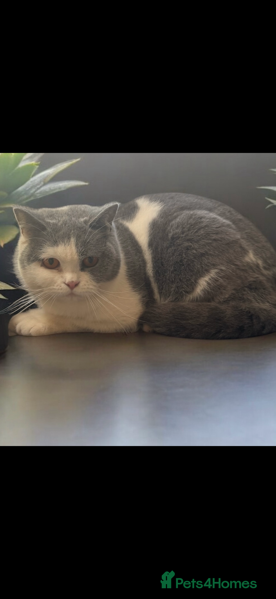 British Shorthair cats for sale: STUNNING pedigree solid blue 7month female kitten  - Image 10