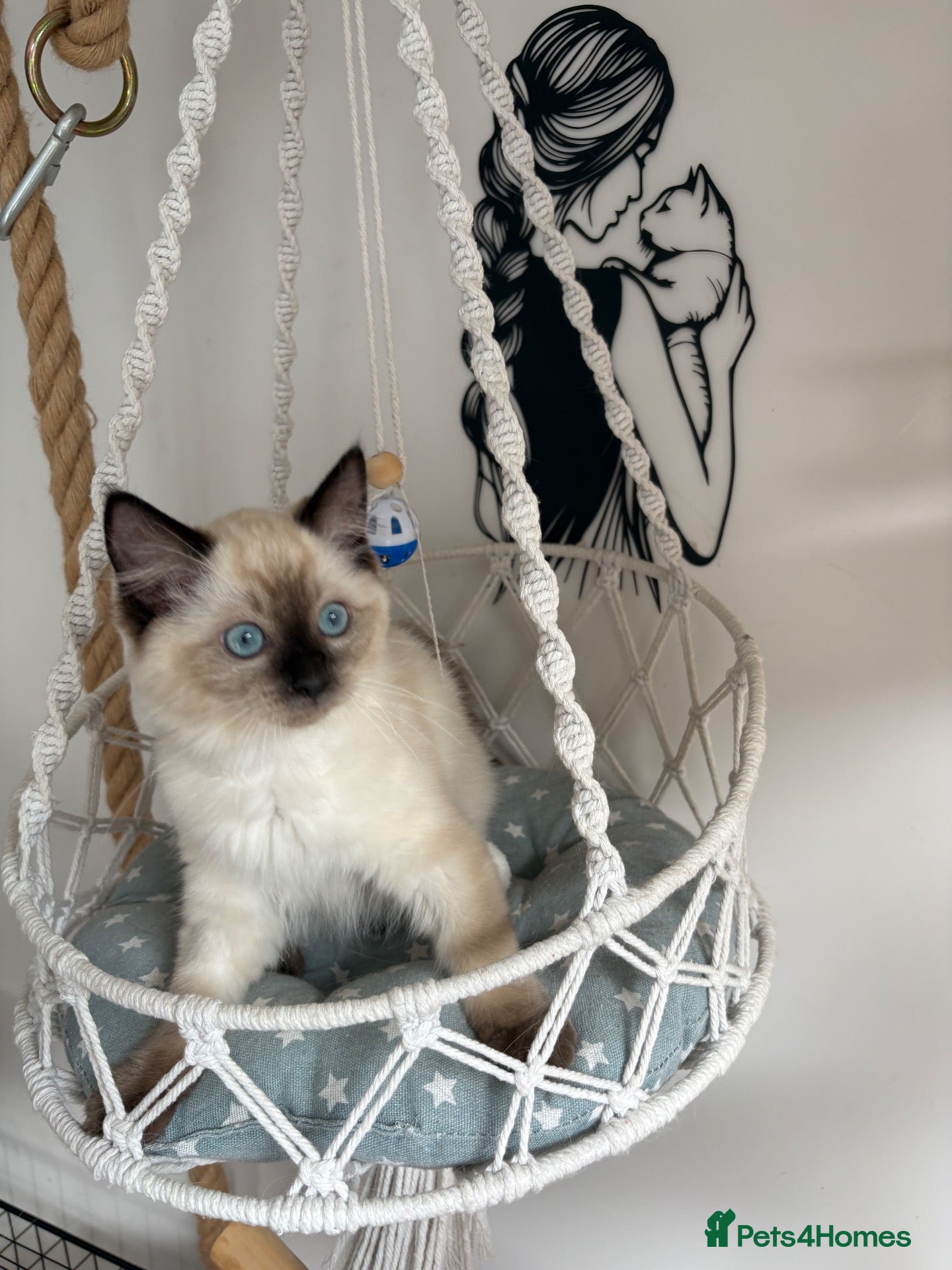 Ragdoll cats Beautiful ragdoll kittens  - Advert 2