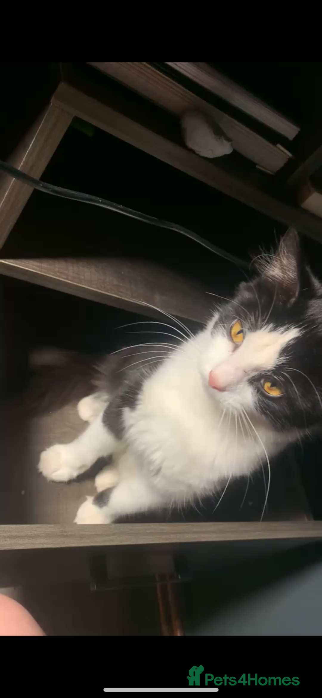 Mixed Breed cats for sale: Male kitten for sale  - Advert 4