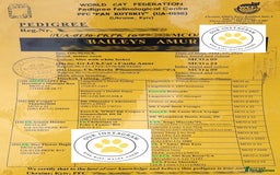 Maine Coon cats for sale: Maine coon kittens champion line DNA health tested - Advert 4