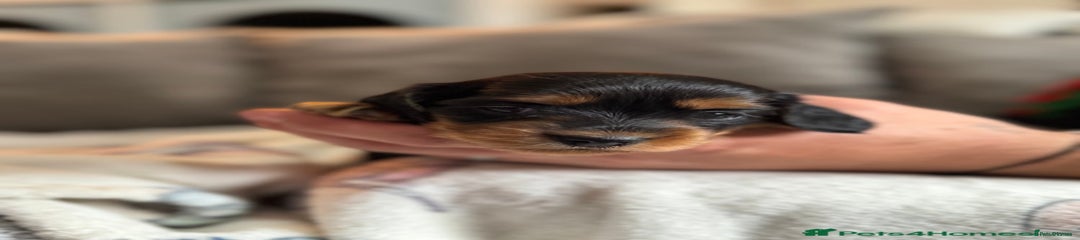 Black and tan long haired girl