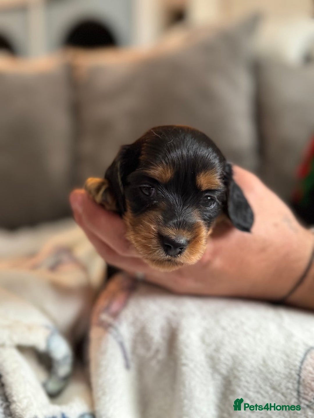 Miniature Dachshund dogs for sale: 4 Stunning Minuature Daschunds!!  - Image 9