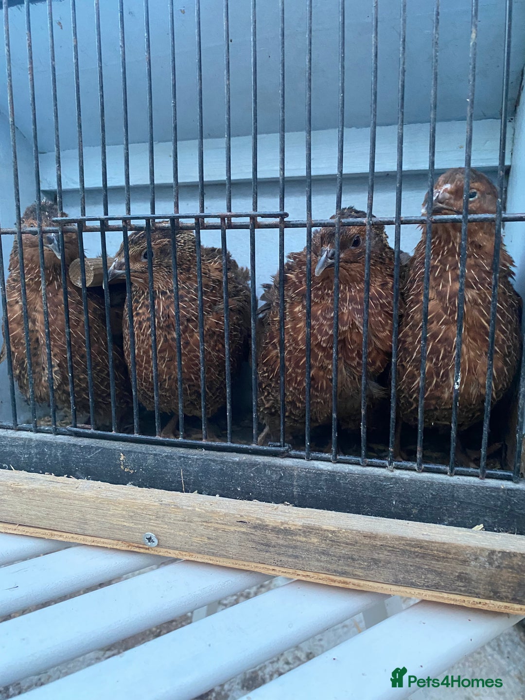 Chickens poultry for sale: Beautiful cock, Pigeon,Quail,H-egg,priceseparate  in Barking - Image 3