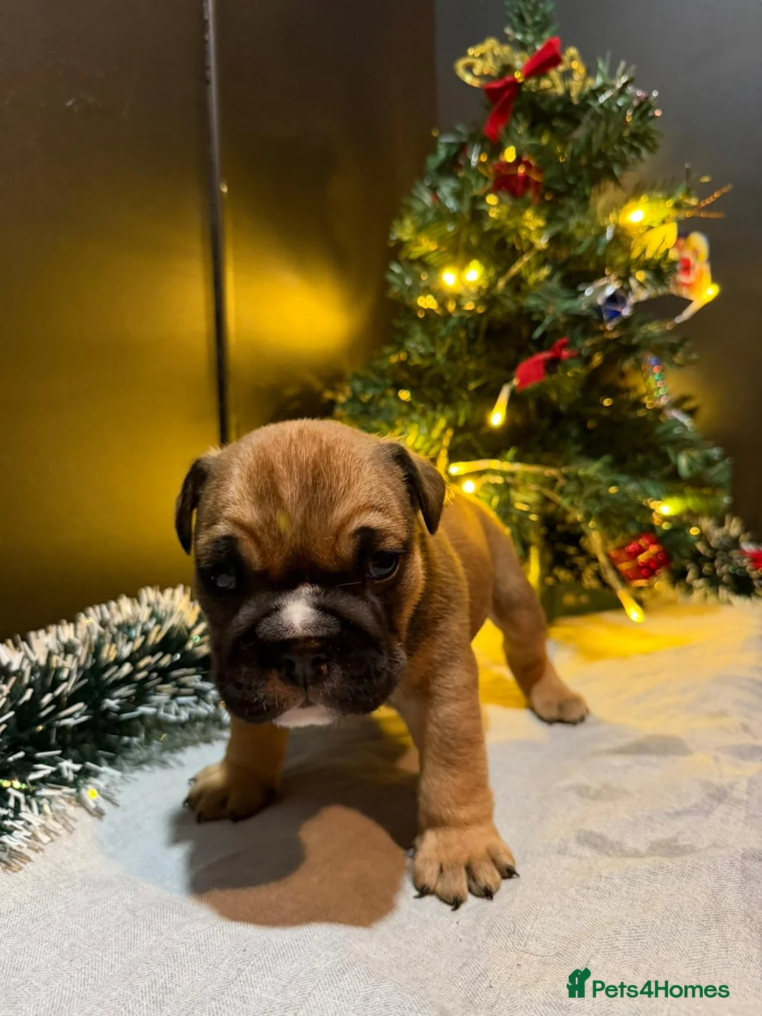 English Bulldog dogs for sale: English Bulldog Puppies Rare Coloured Ready now! - Advert 29