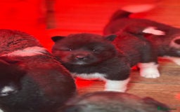 Akita dogs for sale: Beautiful KC Registered American Akita Puppies - Image 19