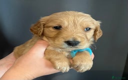 Golden Retriever dogs for sale: KC Registered - Golden Retriever Pups  - Image 16