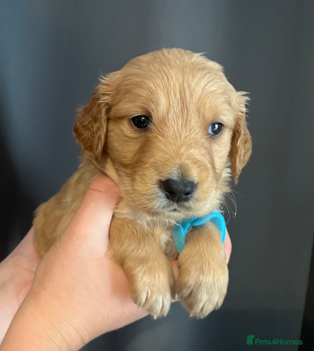 Golden Retriever dogs for sale: KC Registered - Golden Retriever Pups  - Image 16