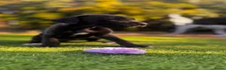 Great Dane dogs for sale: Stunning KC Registered champion bloodline Puppies - Advert 8