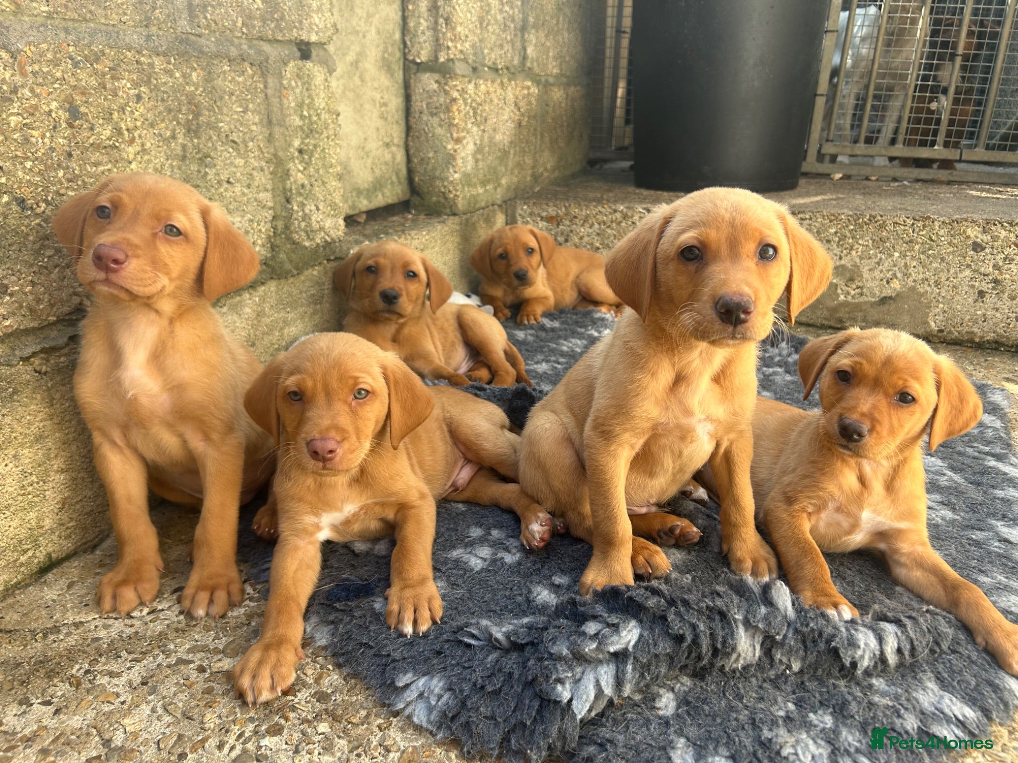 Labrador Retriever dogs Lab puppies - Advert 13