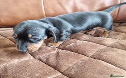 Miniature Dachshund dogs for sale: Stunning KC Health Tested Miniature Dachshunds - Image 9