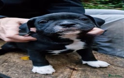 Staffordshire Bull Terrier dogs for sale: Ready Soon, KC reg, Full Vacs, BVA Eye tested 🐾 - Advert 4