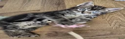 Mixed Breed cats for sale: Beautiful kittens - Advert 9