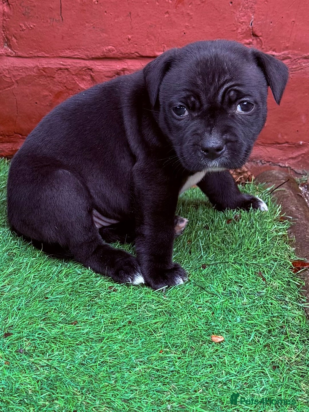 Staffordshire Bull Terrier dogs for sale: Staffie puppies  - Advert 2