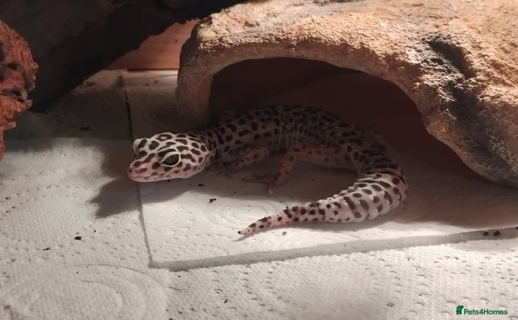 Leopard Gecko reptiles - Advert 2