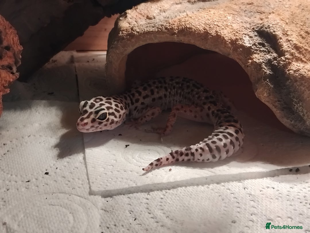 Leopard Gecko reptiles for sale: Lily (Leopard Gecko)  - Image 1