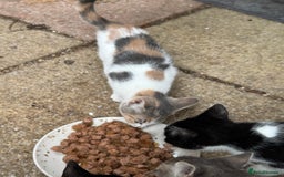 Mixed Breed cats for sale: Kittens 2 males 1 female for sale  - Image 6