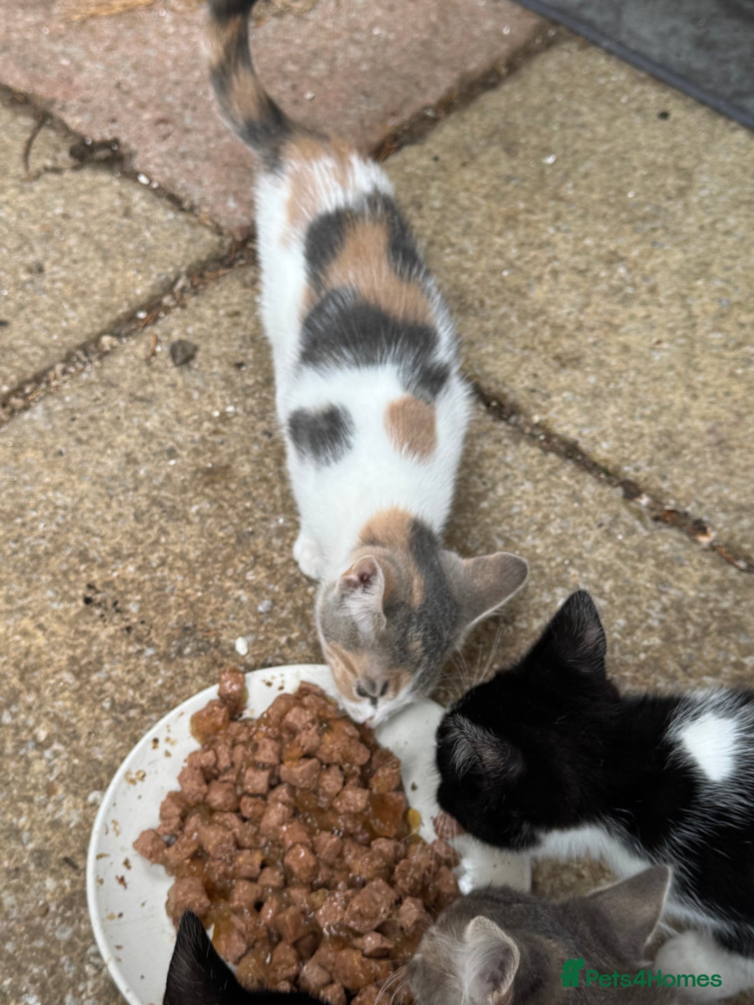 Mixed Breed cats for sale: Kittens 2 males 1 female for sale  - Image 6