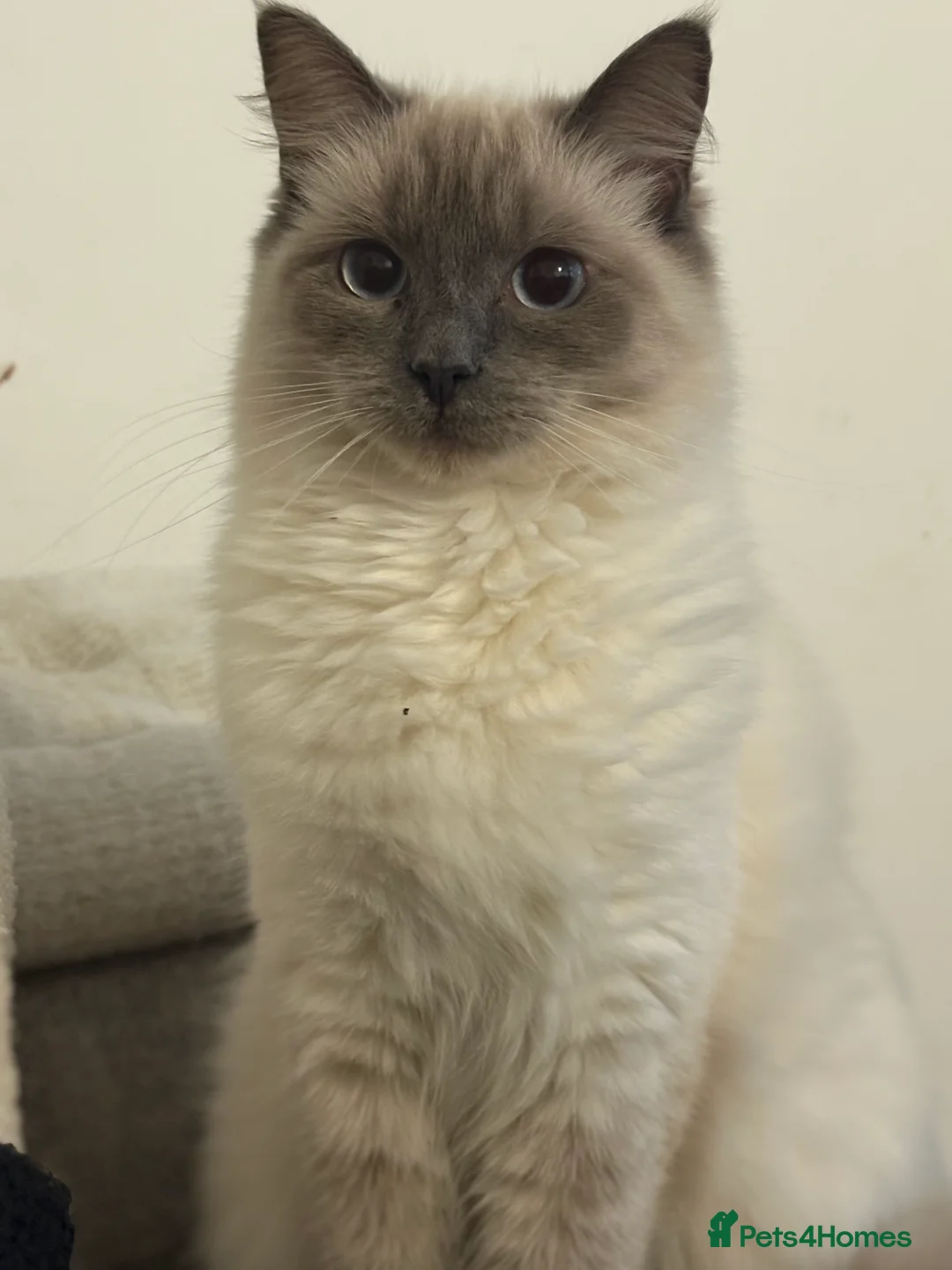 Ragdoll cats for sale: Ragdoll female  in Aberdare - Advert 3