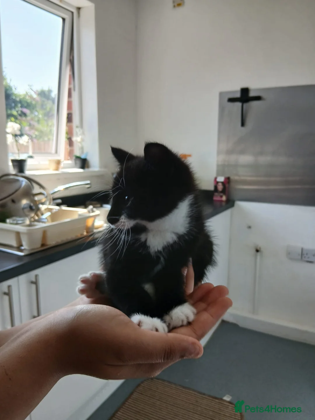 Mixed Breed cats for sale: Adorable kittens in Bradford - Advert 2