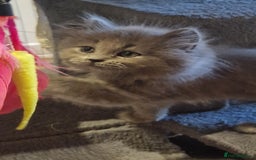 British Longhair cats for sale: Blue & Lilac Gorgeous British longhair kittens - Image 17