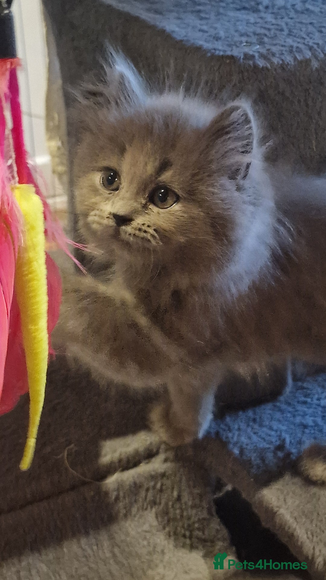 British Longhair cats for sale: Blue & Lilac Gorgeous British longhair kittens - Image 17