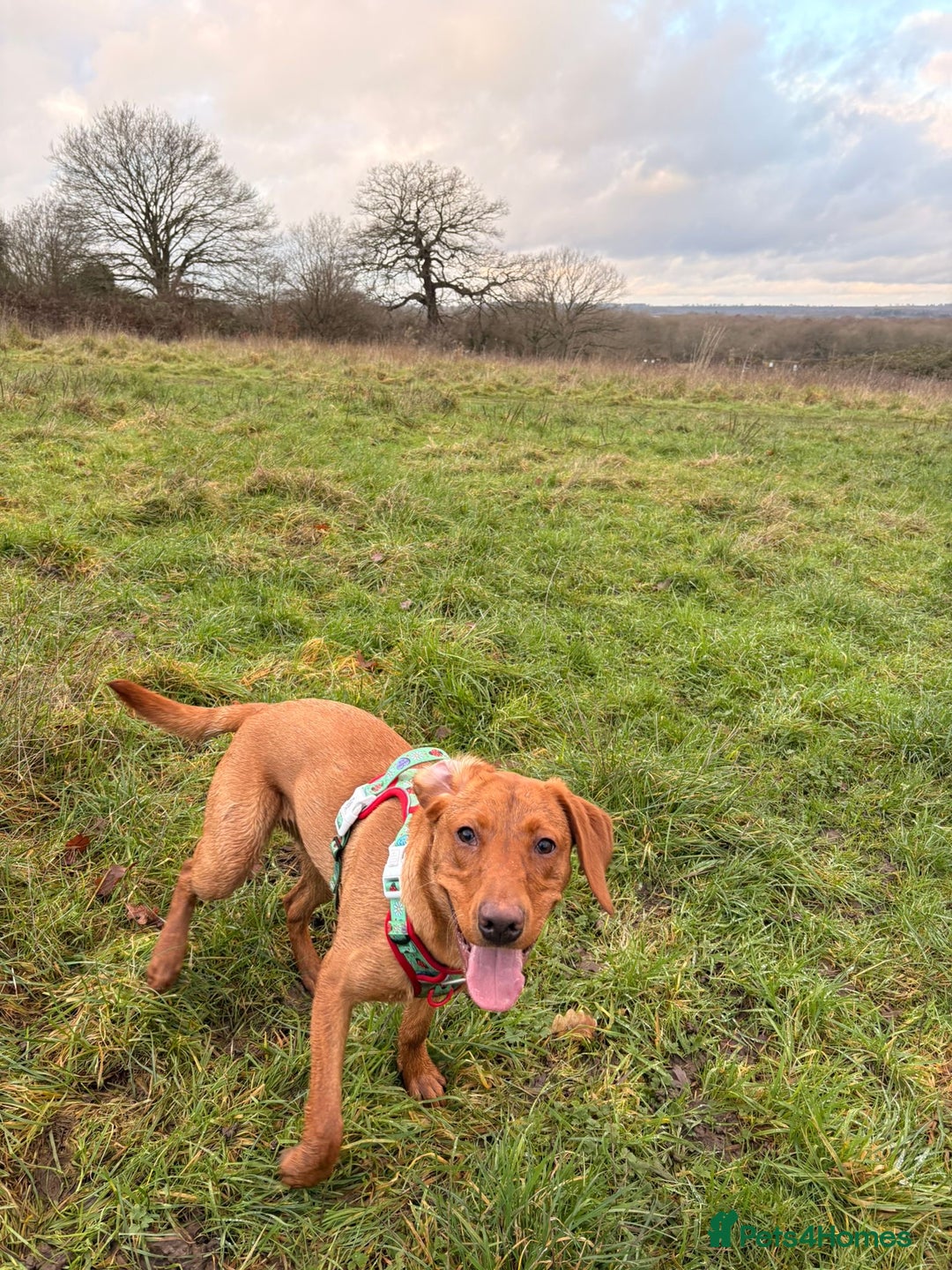 Labrador Retriever dogs for sale: Fox Red Labrador  - Advert 3