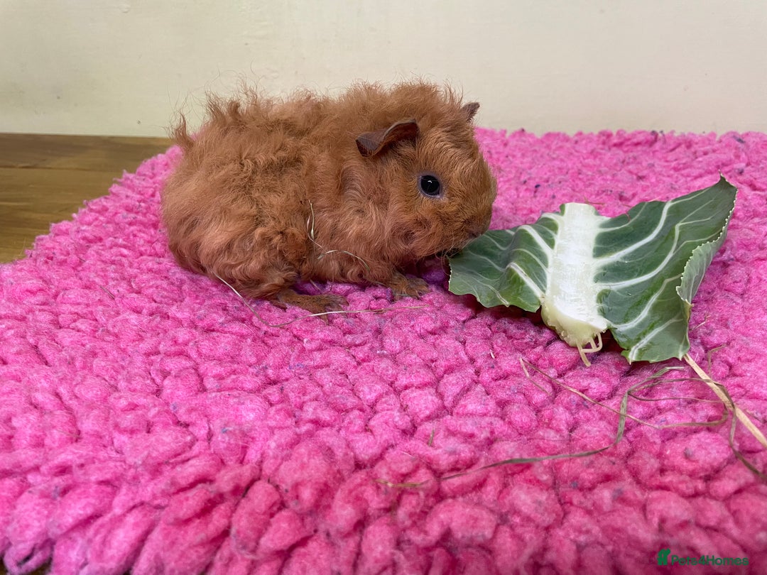 Guinea Pig rodents for sale: Baby piggies and a 9month old - Advert 7