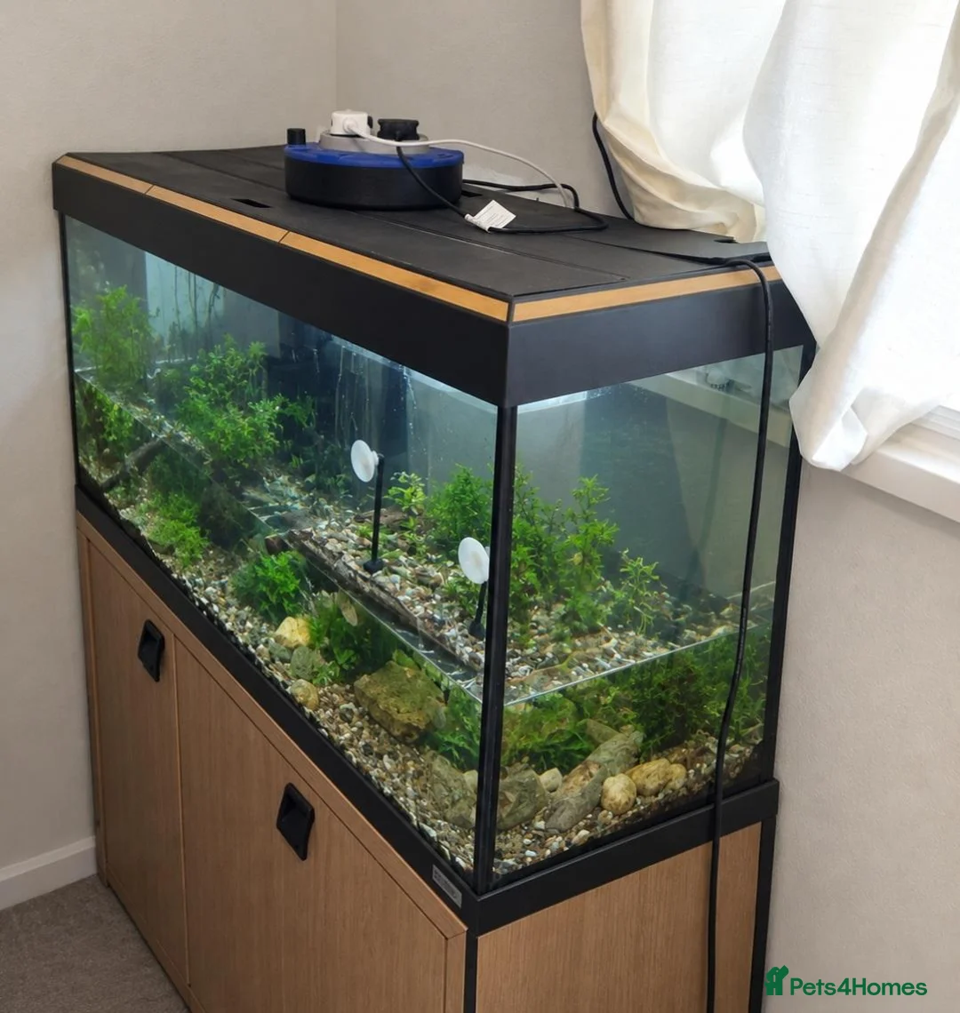 Turtle reptiles for sale: Beautiful musk turtle and 3ft tank on stand  - Advert 2