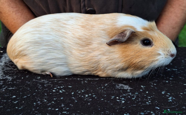 Guinea Pig rodents - Advert 3