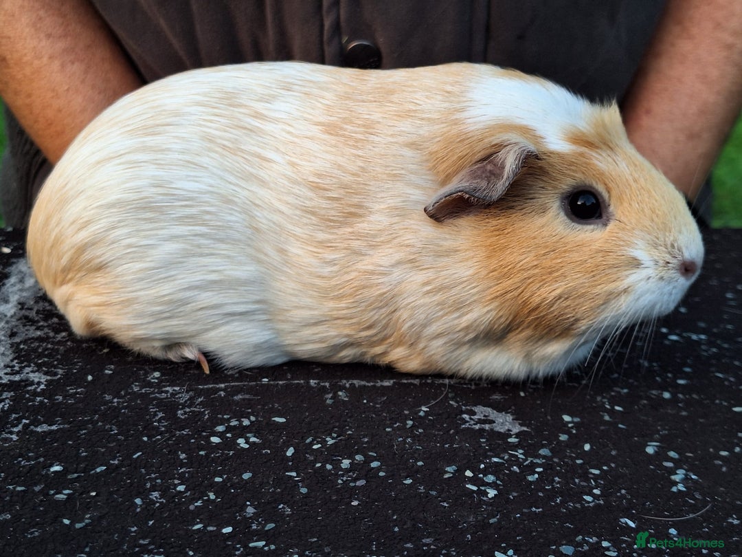 Guinea Pig rodents for sale: Pretty female guinea pigs for sale  - Image 1