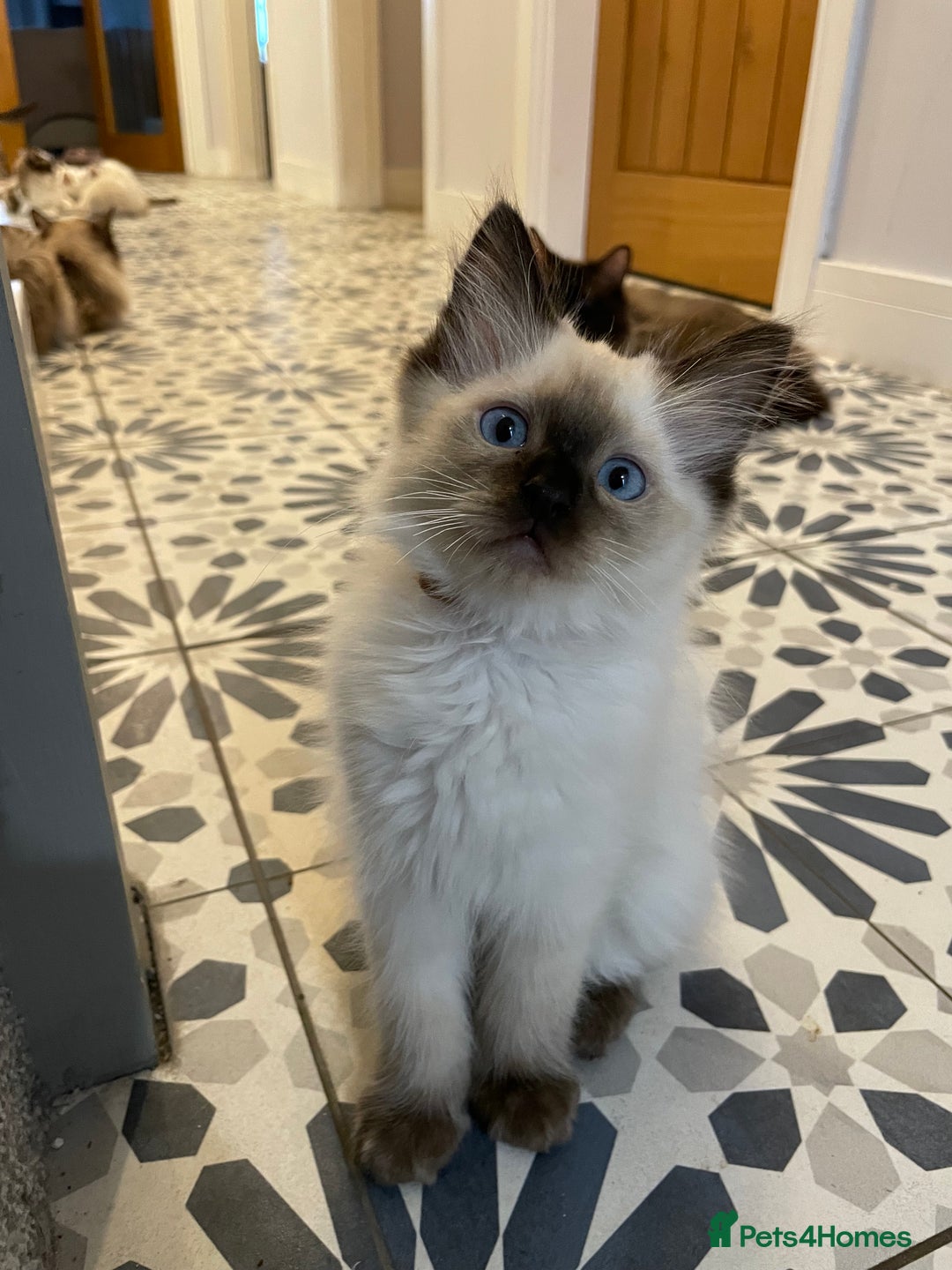 Ragdoll cats for sale: Ragdoll kittens READY NOW 1 BOY 😻  - Image 19