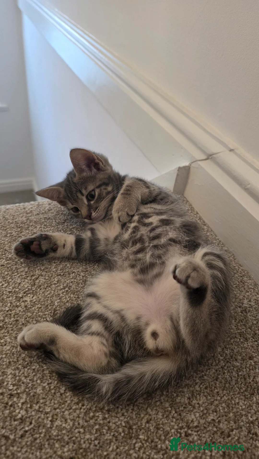 Mixed Breed cats for sale: 🐾 Last male kitten Looking for forever home  - Advert 15