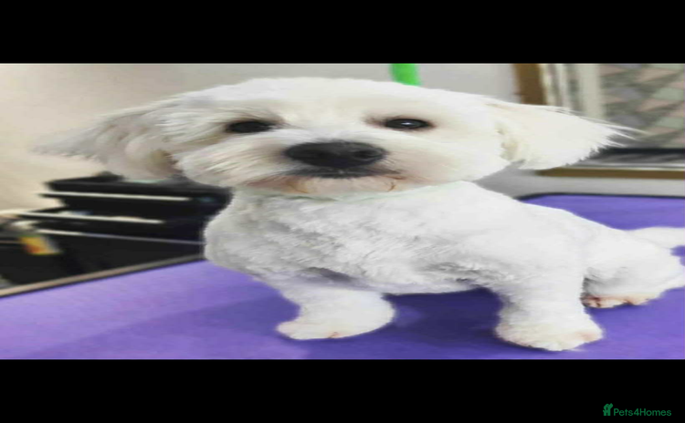 Mixed Breed dogs - Advert 1