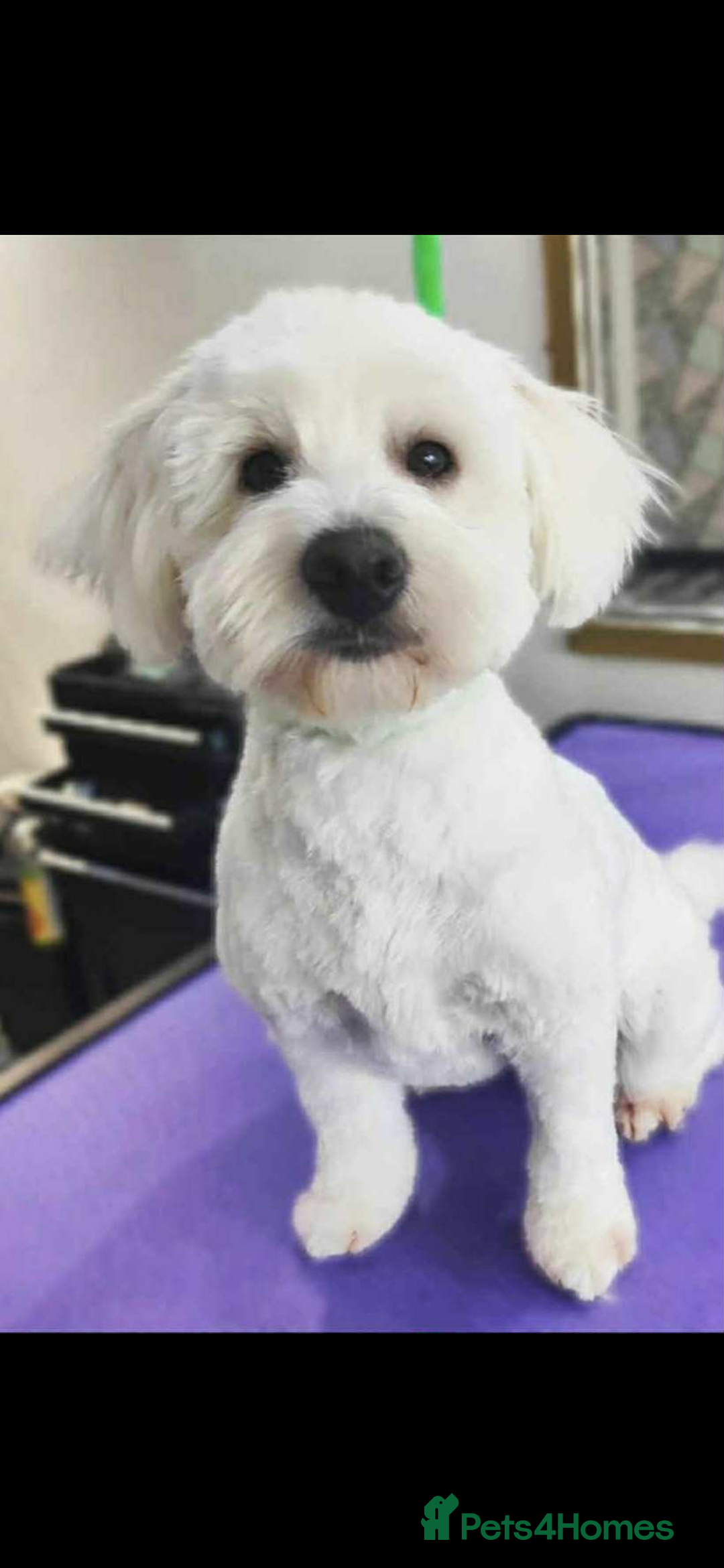 Mixed Breed dogs for sale: West highland terrier x Bichon Frise pups for sale - Image 1