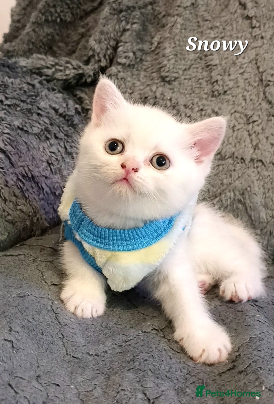 British Shorthair cats for sale: GCCF Snowflake BSH - Advert 24