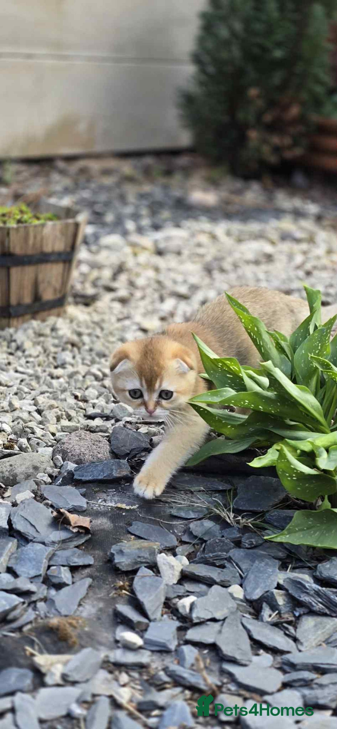 Scottish Fold cats for sale: 1male  1 female READY TO COLLECT - Image 20