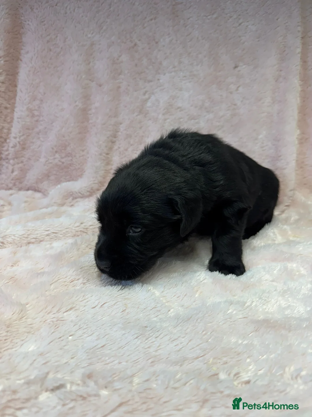 Goldador dogs for sale: 1 Gorgeous Black Goldador - now available - Advert 6