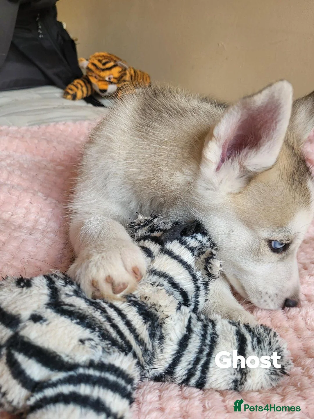 Siberian Husky dogs for sale: 💙♥️ 7 puppies looking for forever home ♥️💙 in Newcastle - Advert 2