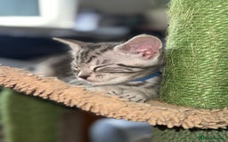 Maine Coon cats for sale: ✨2 Boys and 3 Girls Maine Coon kittens ✨🐾 - Image 12