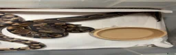 Python Snake reptiles for sale: Ball pythons  - Advert 3