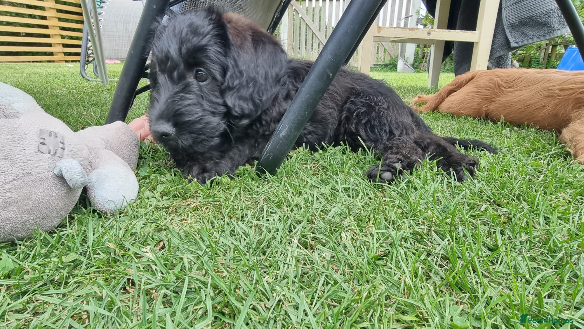 Labradoodle dogs Wonderful labradoodle puppies - Advert 2