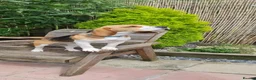 Beagle dogs for sale: 5 gen kc registered beagles - Advert 1