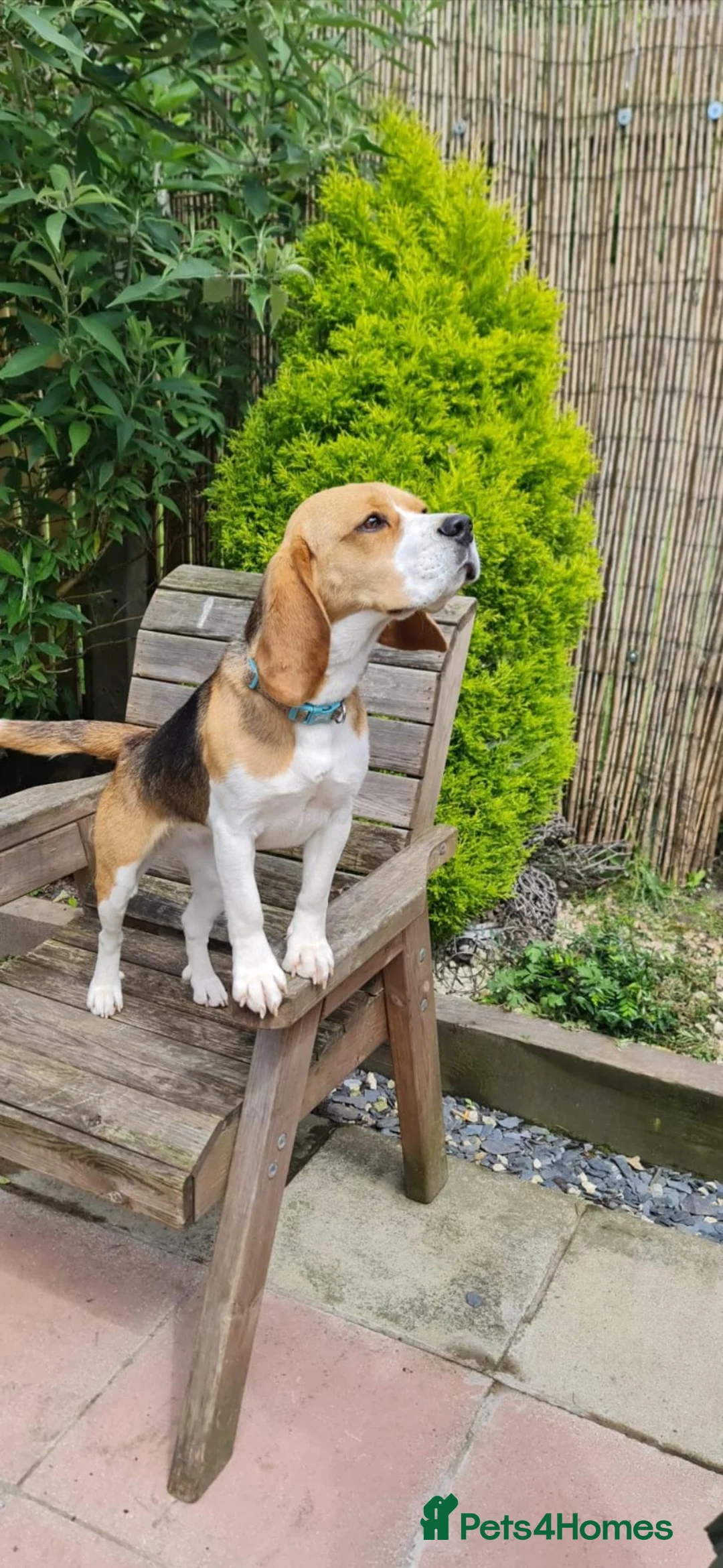 Beagle dogs for sale: 5 gen kc registered beagles - Advert 1
