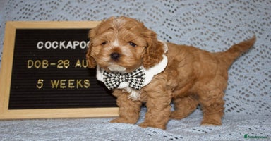 Cockapoo dogs - Advert 13