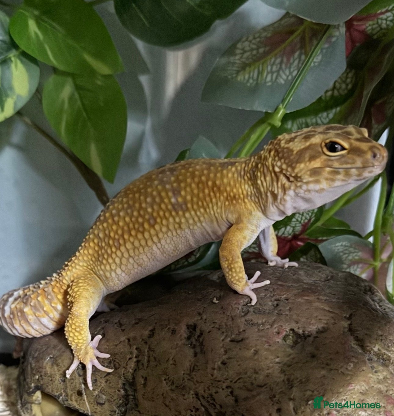 Gecko reptiles Leopard gecko - Advert 1