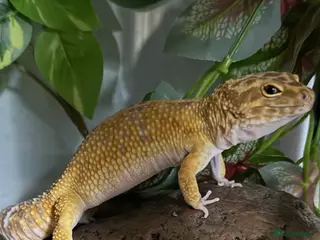 Gecko reptiles Leopard gecko - Advert 1