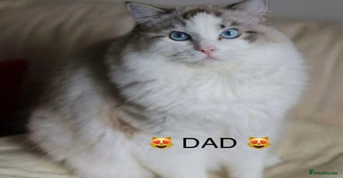 Ragdoll cats - Advert 3