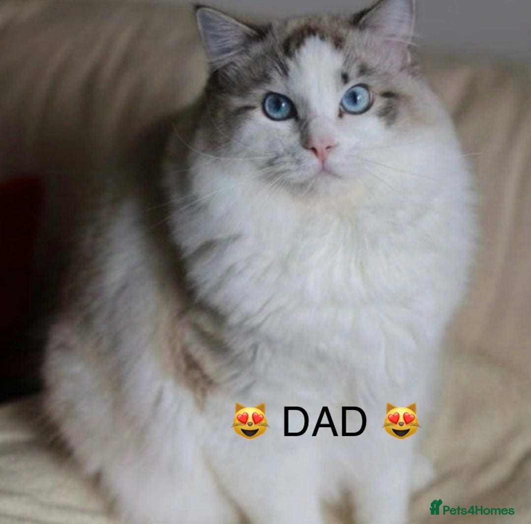 Ragdoll cats for sale: 😻 2 HANDSOME 11 WEEK OLD MALE RAGDOLL KITTENS 😻 - Image 21