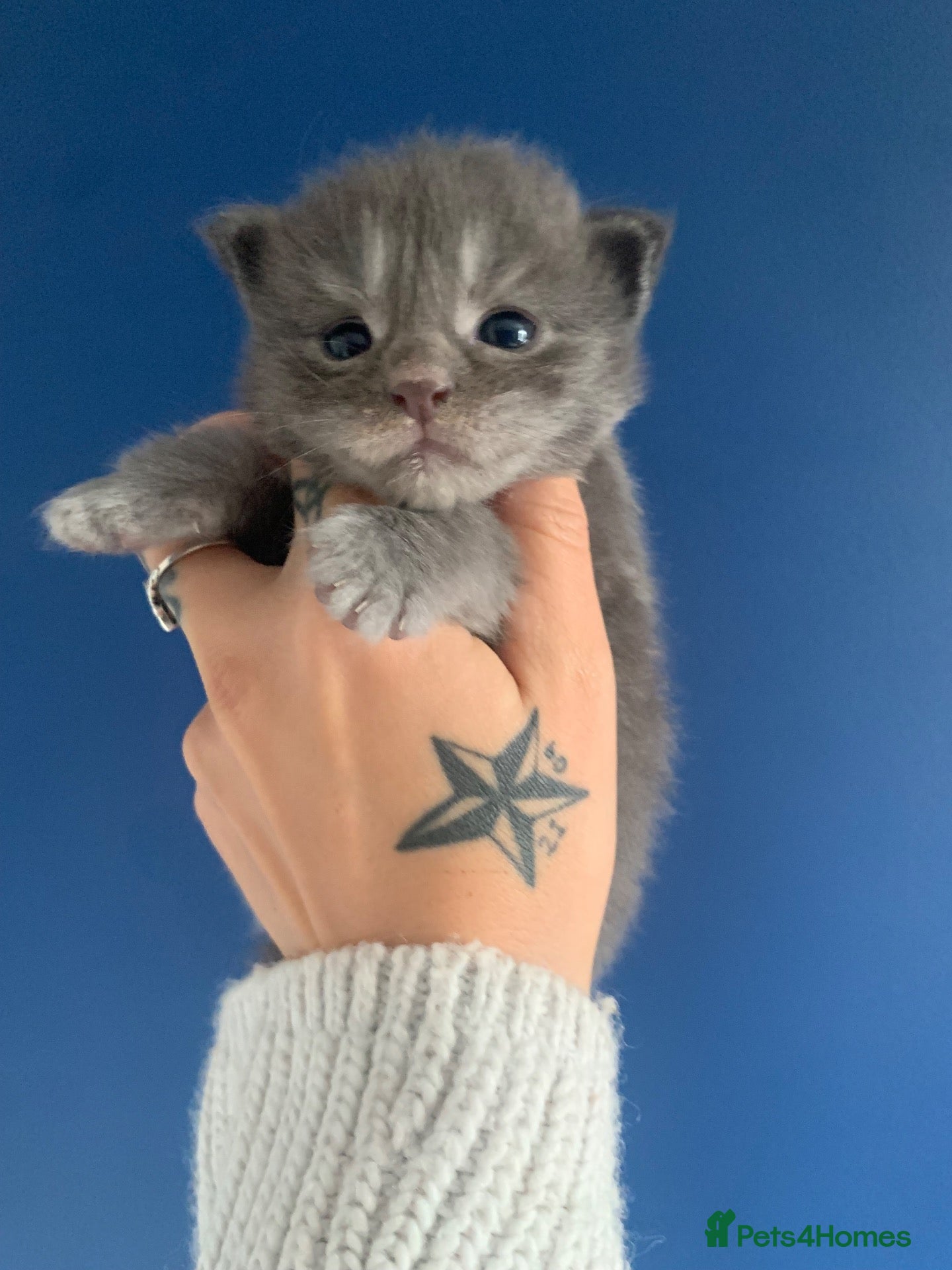 Maine Coon cats AMAZING TICA REGISTERED KITTENS - Advert 2