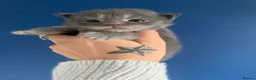 Maine Coon cats for sale: AMAZING TICA REGISTERED KITTENS - Advert 2